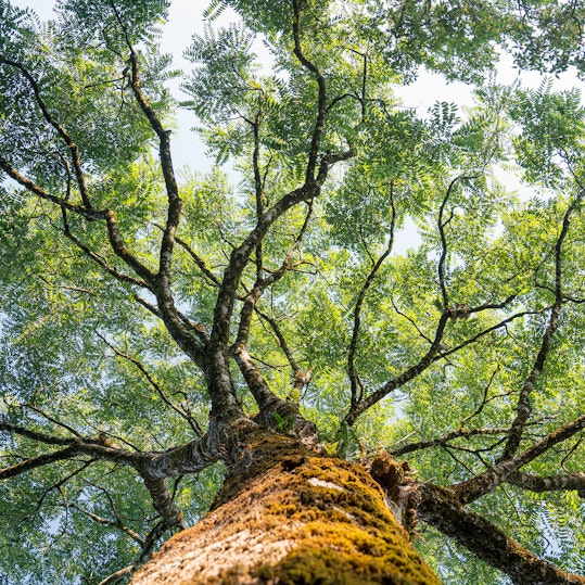 View looking up into lush green branches of large tree and tall green tree in Spring