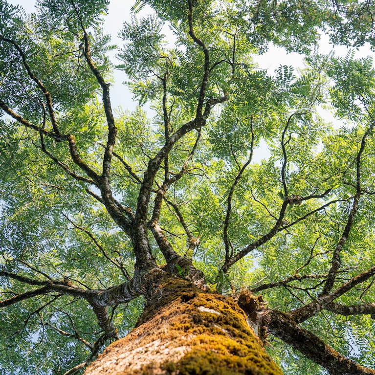 View looking up into lush green branches of large tree and tall green tree in Spring
